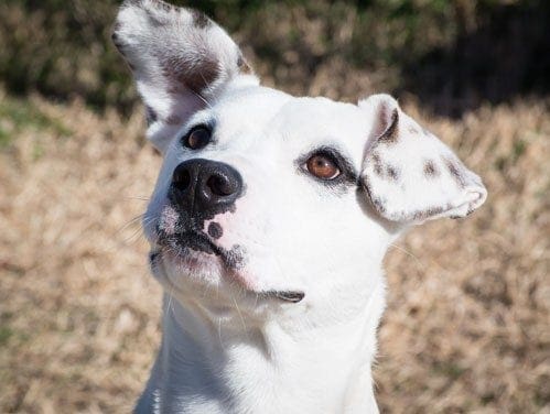 The Wise County Animal Shelter