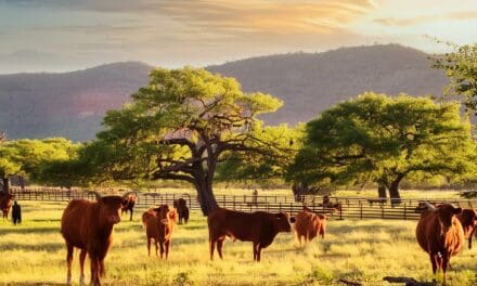 Life in Wise County, Texas