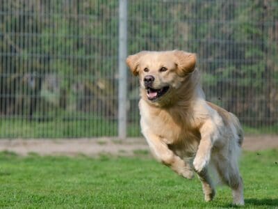 Pet Boarding